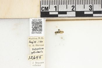 Media type: image;   Entomology 776326 Aspect: Labels